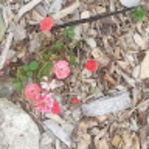 Meet your Posher, Rose